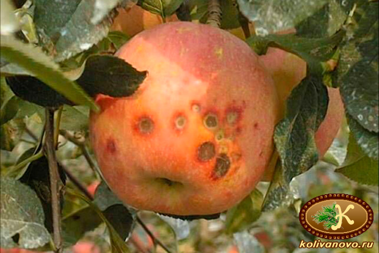 Признаки кальциевого голодания растений на яблони
