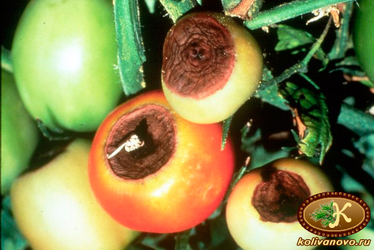 Признаки кальциевого голодания растений на томатах