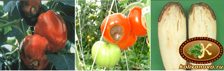 Признаки кальциевого голодания растений на плодах
