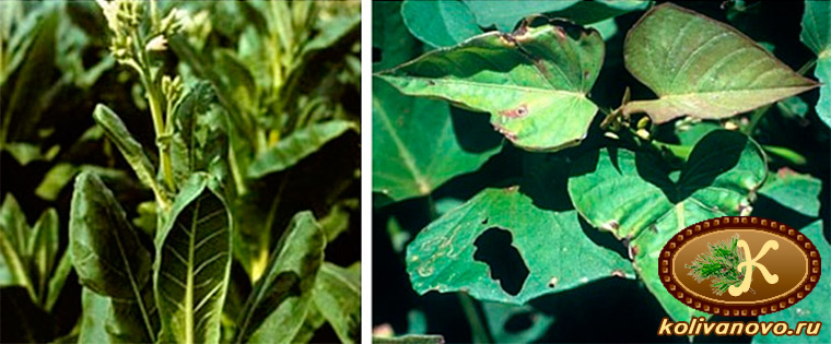 Признаки кальциевого голодания растений на листьях