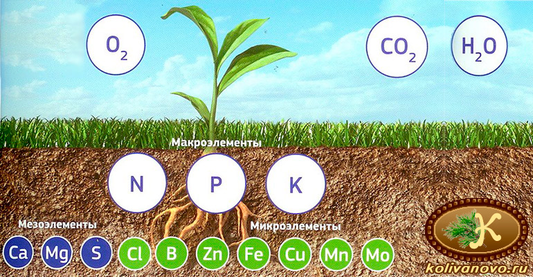 Основные элементы полноценного питания растений